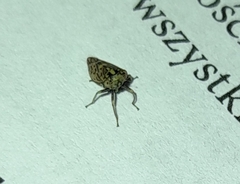 Acericerus ribauti