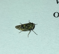 Acericerus ribauti