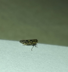 Acericerus ribauti