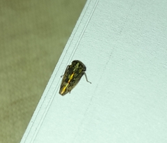 Acericerus ribauti