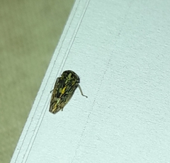 Acericerus ribauti