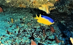 Parma bicolor