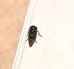 Acericerus ribauti
