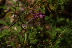 Clarkia biloba