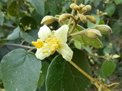 Capparicordis crotonoides