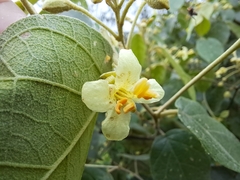 Capparicordis crotonoides