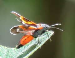 Lygaeus kalmii kalmii