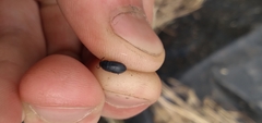 Blapstinus discolor