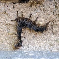 Entomophaga maimaiga