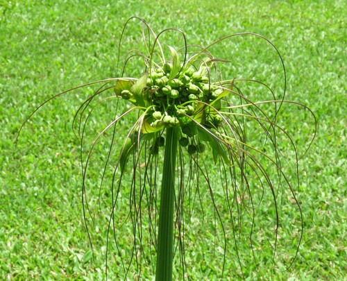 Tacca leontopetaloides observed 2022-06-13