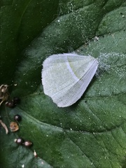 Campaea perlata