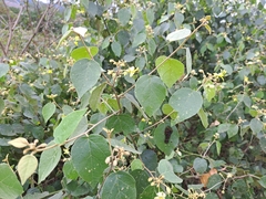 Capparicordis crotonoides