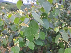 Capparicordis crotonoides