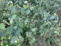 Capparicordis crotonoides