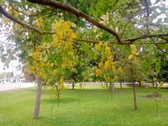 Cassia fistula