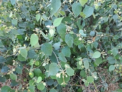 Capparicordis crotonoides