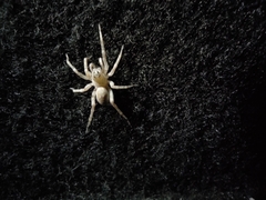 Allocosa brasiliensis