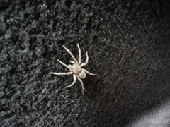 Allocosa brasiliensis