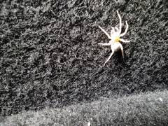 Allocosa brasiliensis