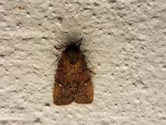 Pseudorthodes