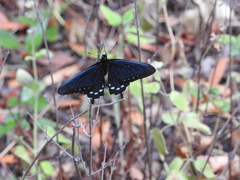 Battus philenor hirsuta