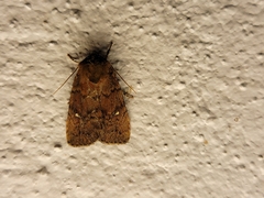Pseudorthodes