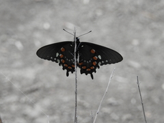 Battus philenor hirsuta
