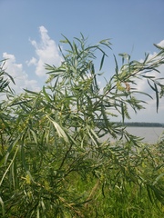 Salix interior