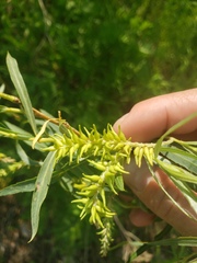 Salix interior