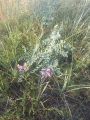 Corethrodendron fruticosum