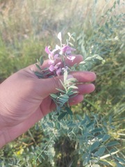 Corethrodendron fruticosum