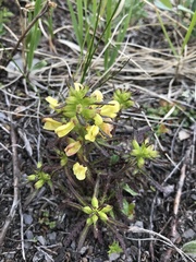 Pedicularis labradorica