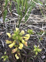 Pedicularis labradorica