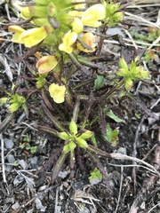 Pedicularis labradorica