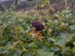 Sidastrum paniculatum