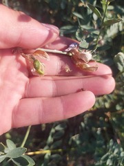 Corethrodendron fruticosum