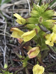 Pedicularis labradorica