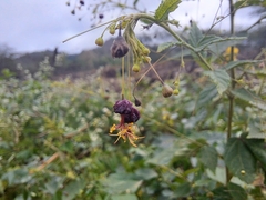 Sidastrum paniculatum