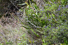 Elleanthus capitatus