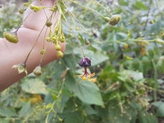 Sidastrum paniculatum