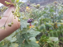 Sidastrum paniculatum