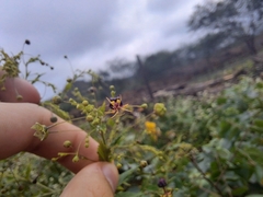 Sidastrum paniculatum