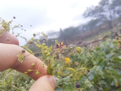 Sidastrum paniculatum