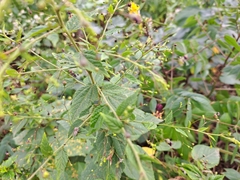 Sidastrum paniculatum