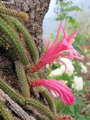 Aporocactus flagelliformis