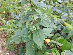 Sidastrum paniculatum