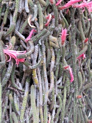 Aporocactus flagelliformis