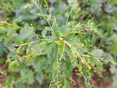 Sidastrum paniculatum