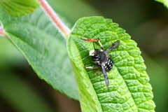 Anthidium vigintiduopunctatum