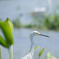 Egretta thula